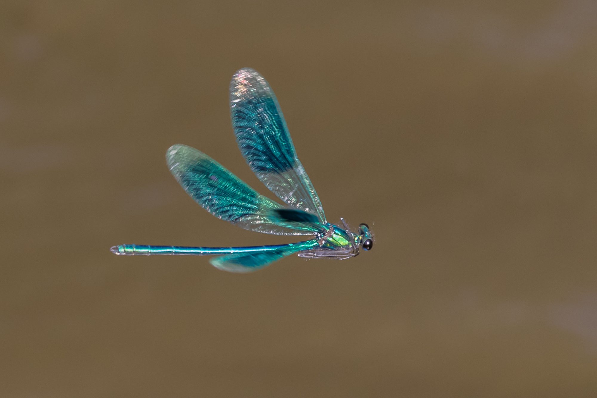 Landelijke insecten werkgroep