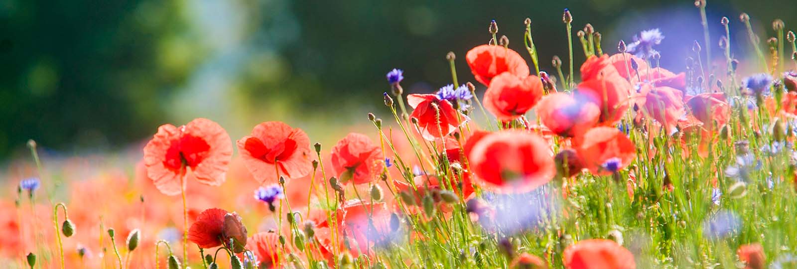 Activiteitenoverzicht Week van de Biodiversiteit